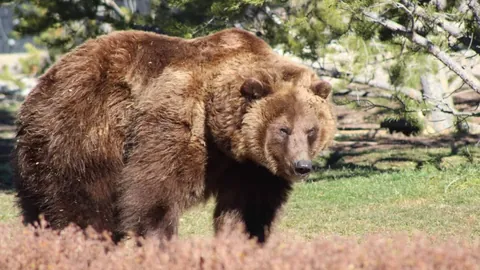山东泰山与上海海港：足协杯巅峰对决将至